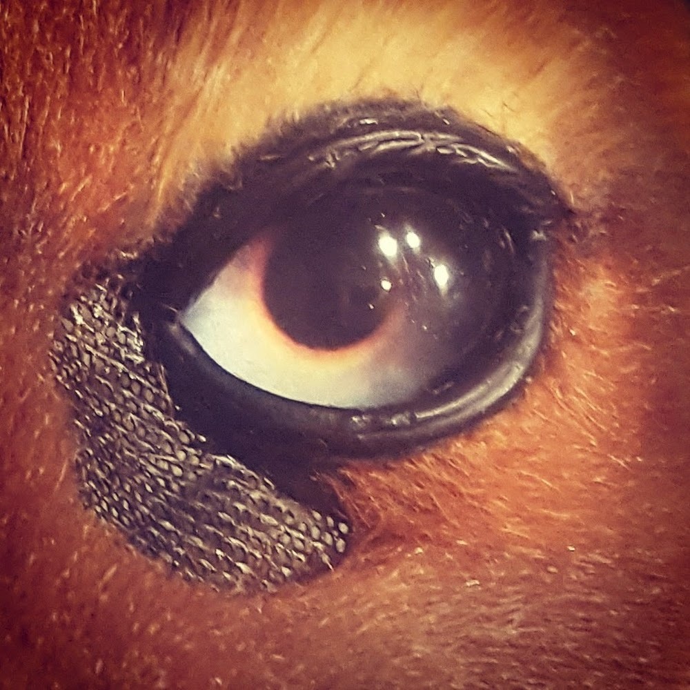 Meet your Posher, Brushwolf